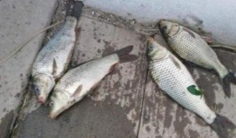 最新偷鱼爆料新闻事件,揭秘黑幕，渔民权益再受挑战